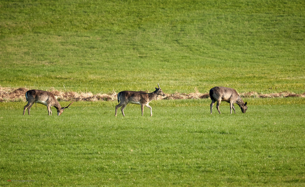 Drei Wachstums Stufen...