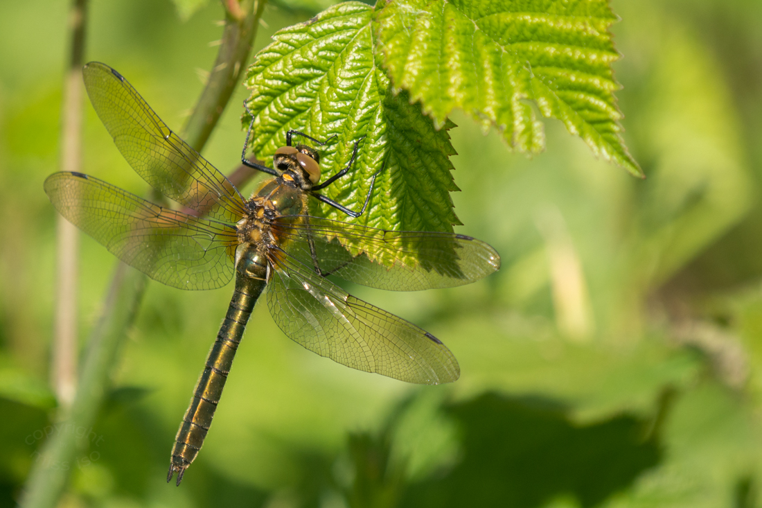 Die Falkenlibelle...