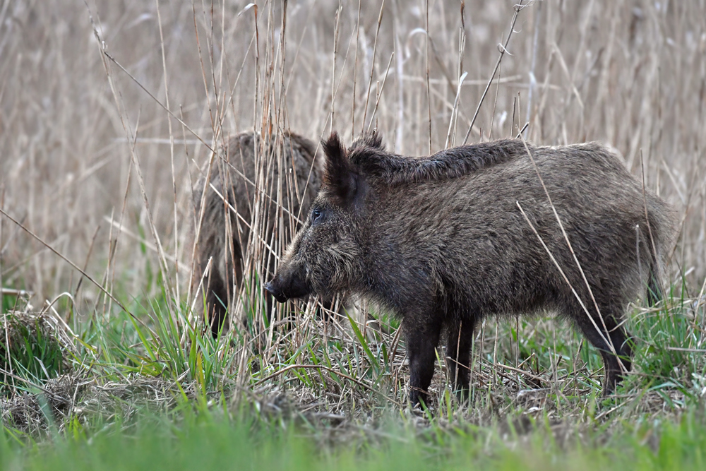 Wilde Schweine