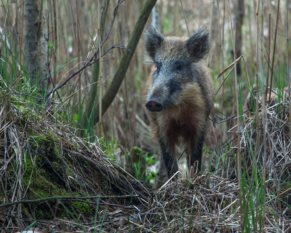 Wildschwein