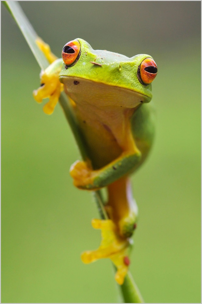 Red-Eyed Tree Frog