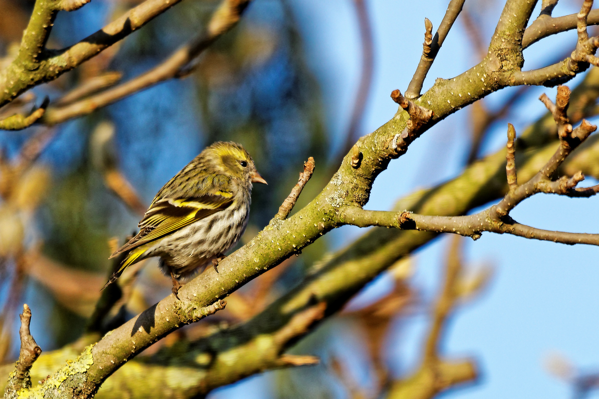 Erlenzeisig (Carduelis spinus)