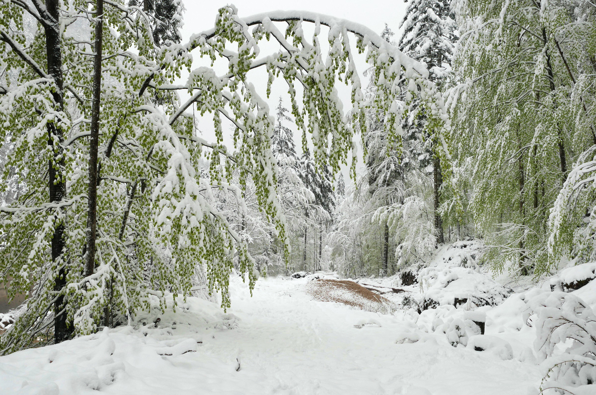 Winterfrühling