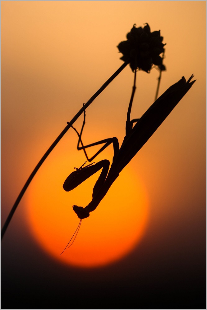 Silhouette in der Abendsonne