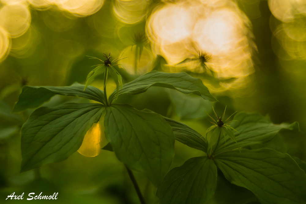 Paris quadrifolia