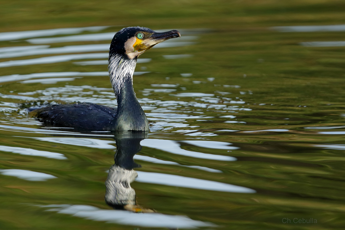 Kormoran