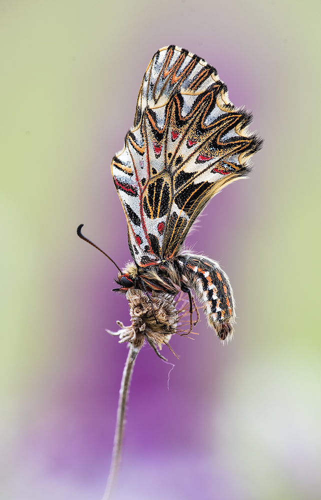 Osterluzeifalter
