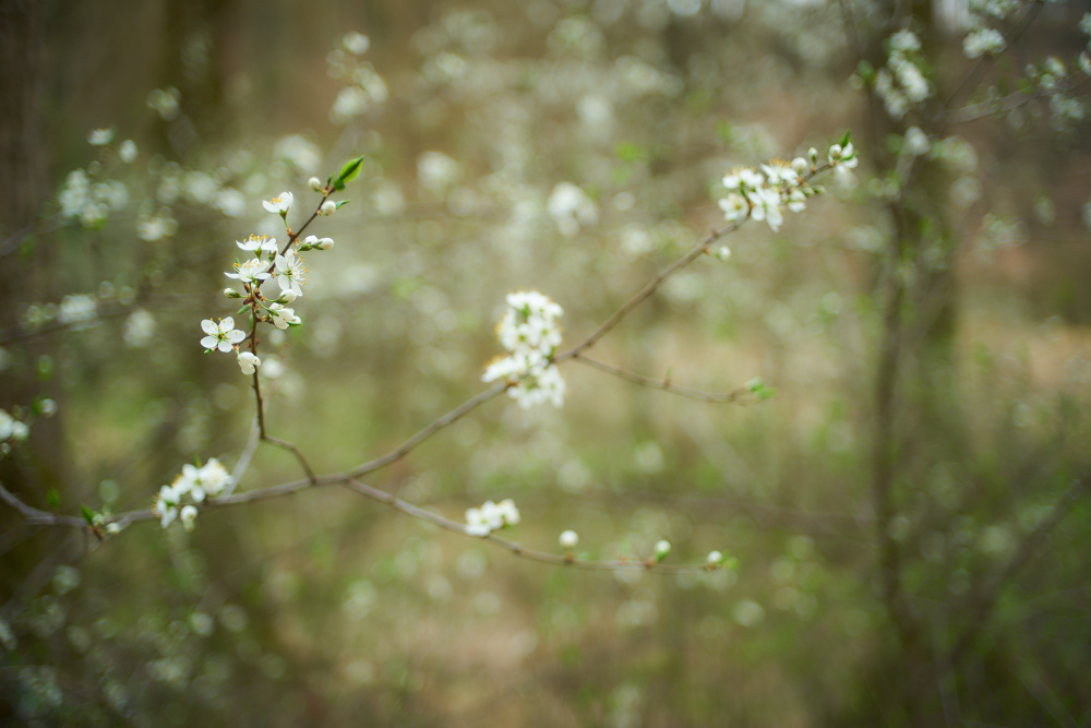 Baumblüten