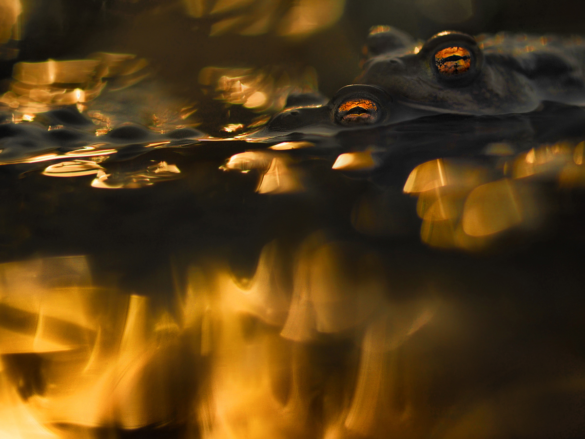 fire over water