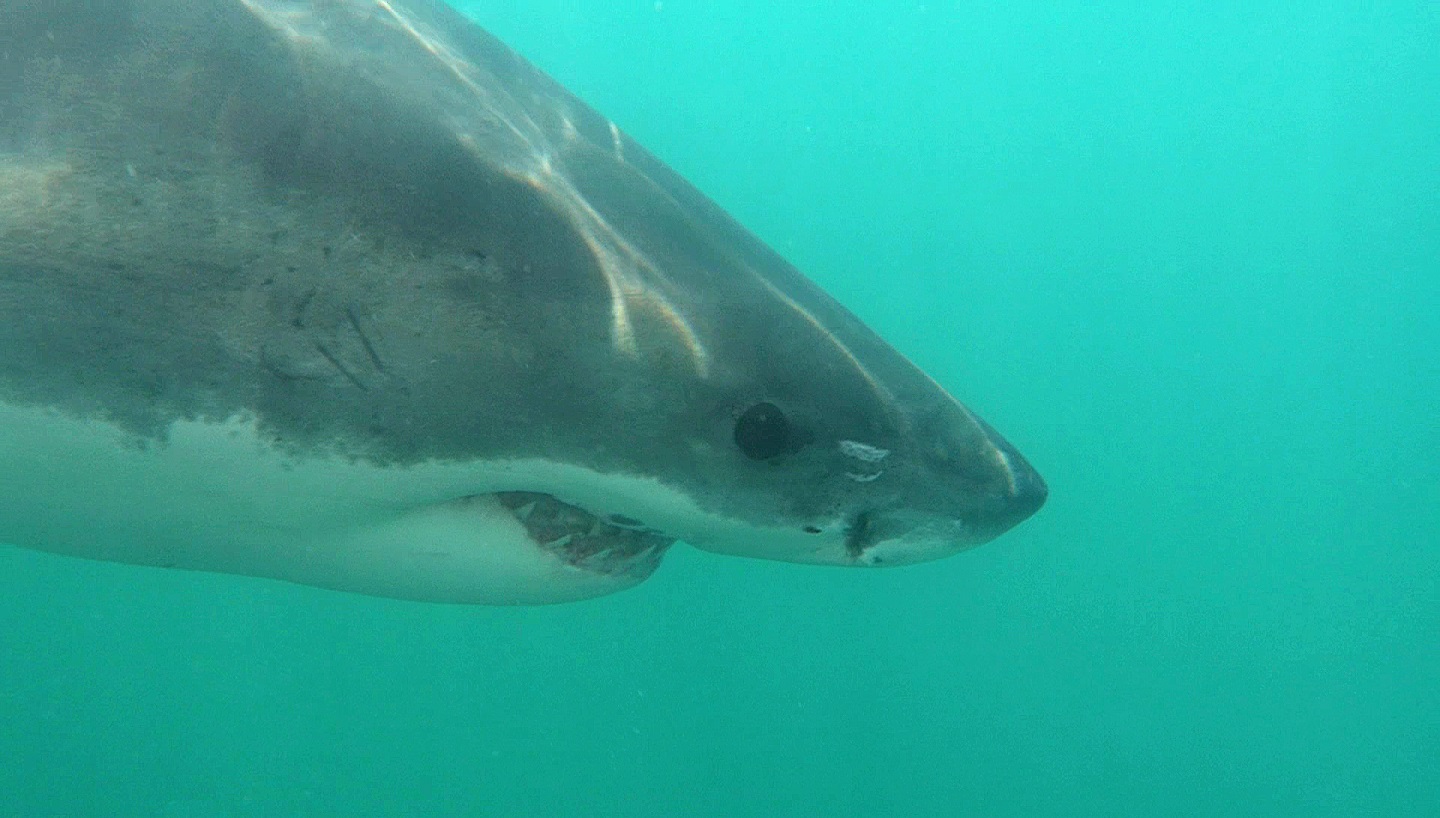 Weißer Hai - Carcharodon carcharias