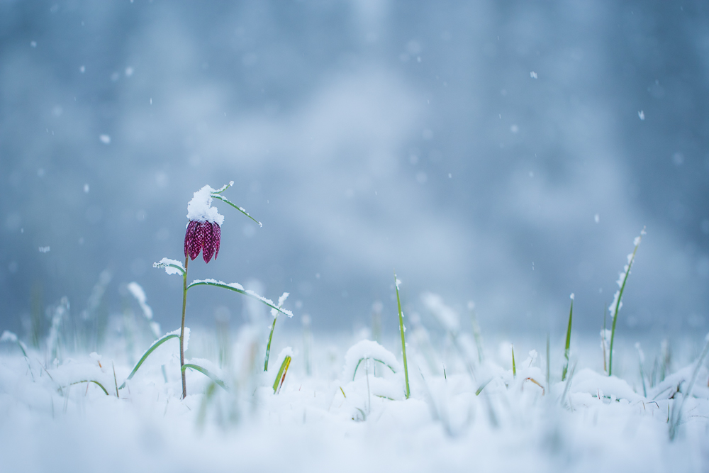 wieder Schnee