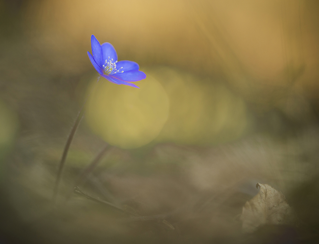 Leberblümchen