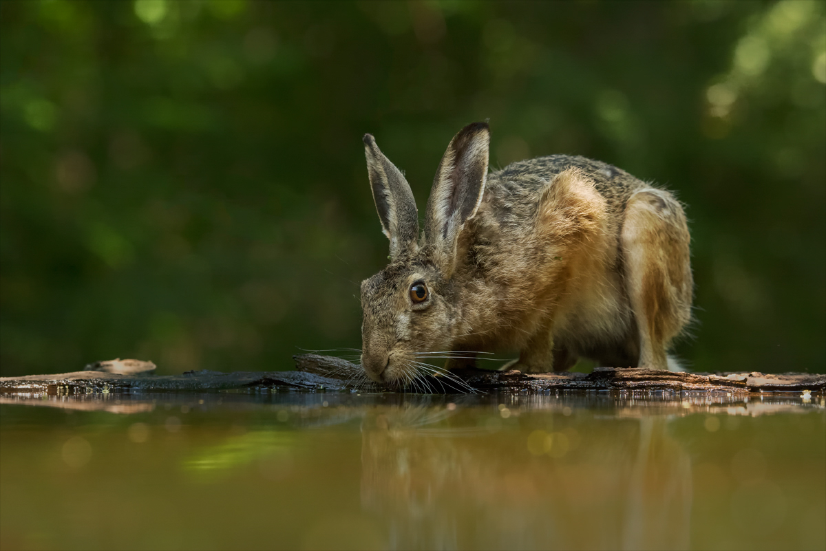 im dunklen Wald