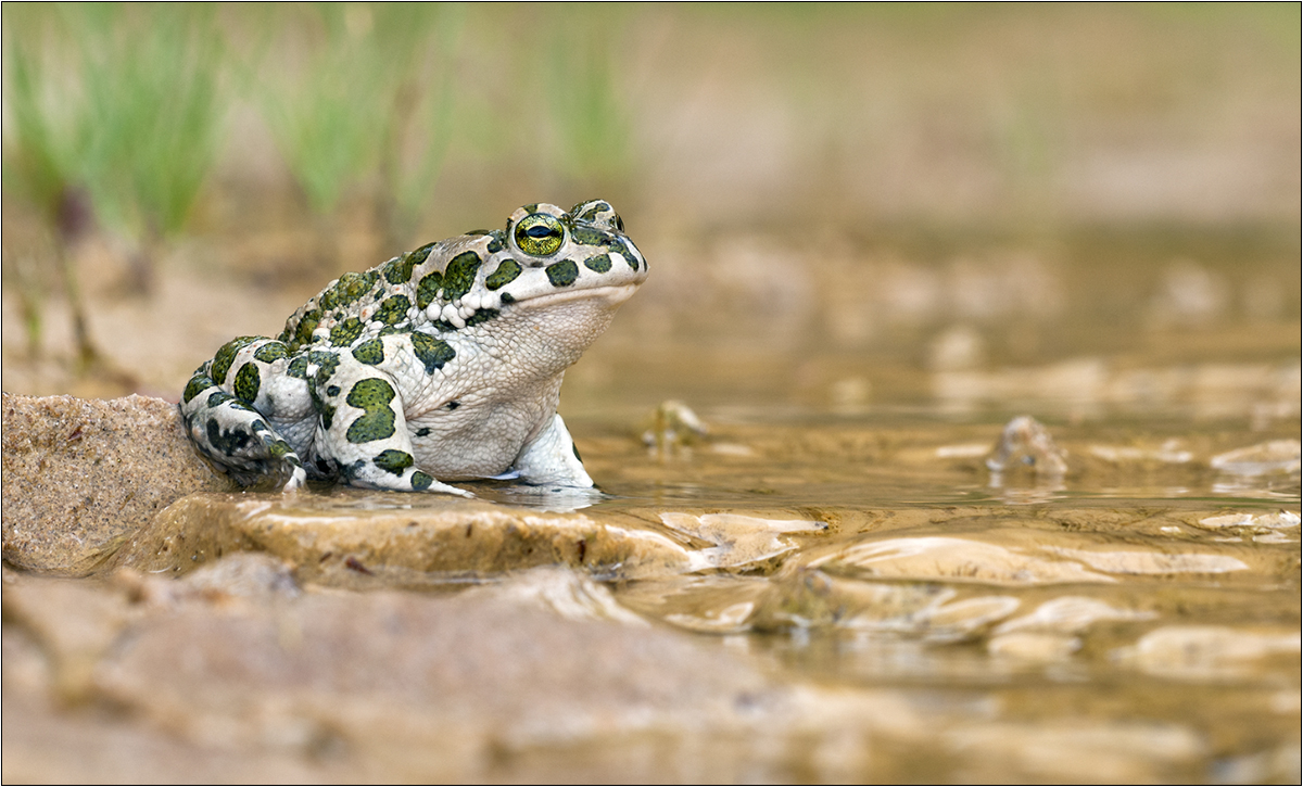 "Wechselkröte (Bufo viridis)"