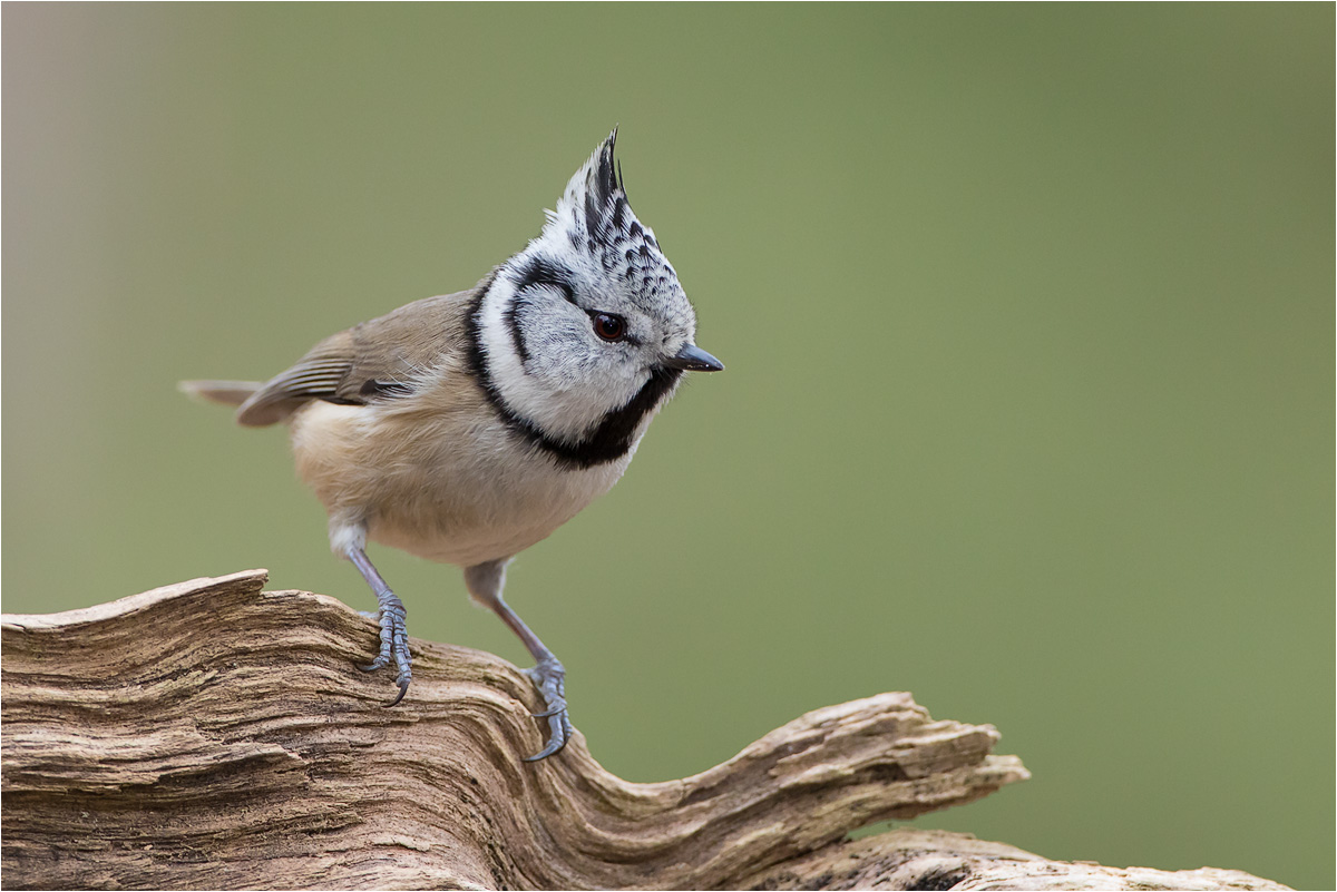 Haubenmeise (Lophophanes cristatus)