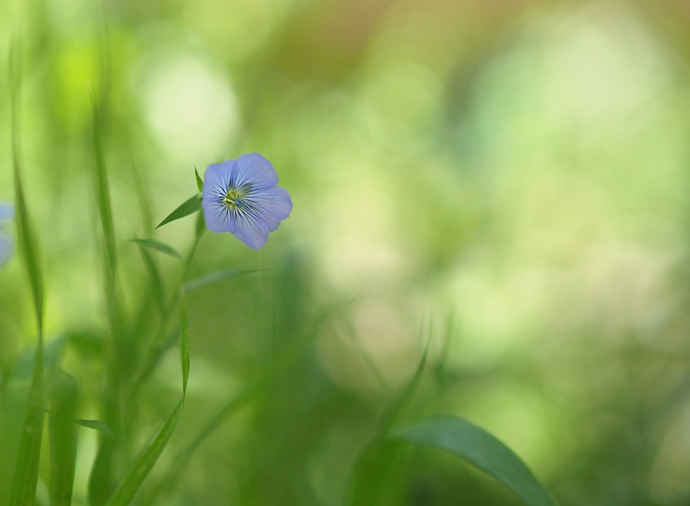 Leinblume (Linum usitatissimum)