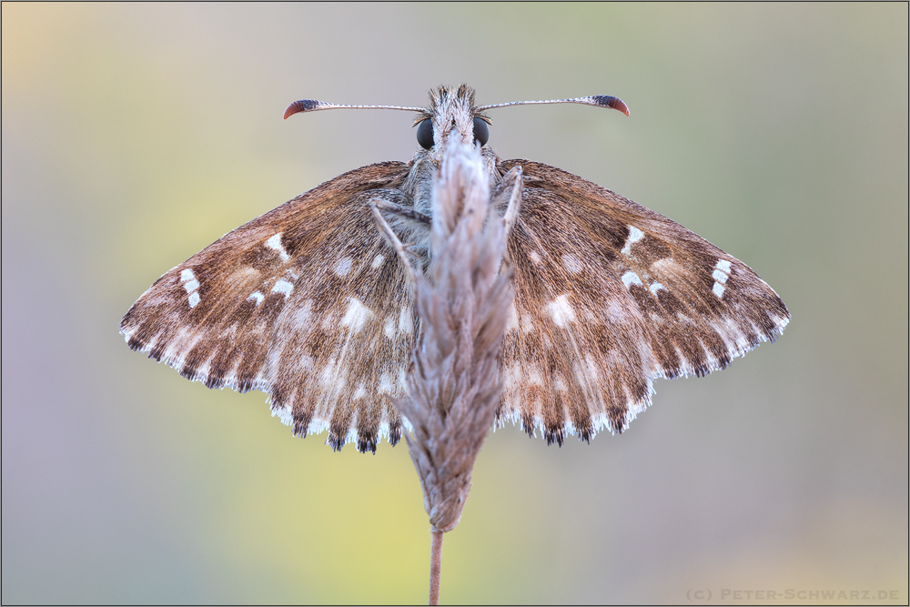 Malven-Dickkopffalter  (Carcharodus alceae)