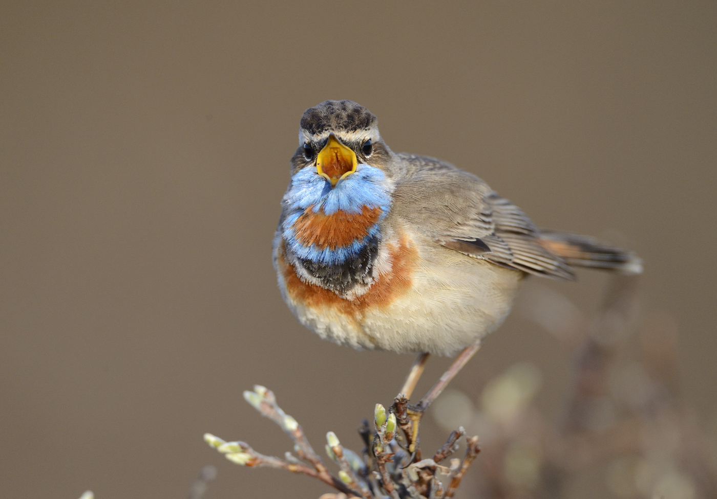 Singendes Blaukehlchen