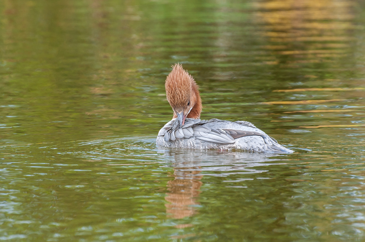 Goosander