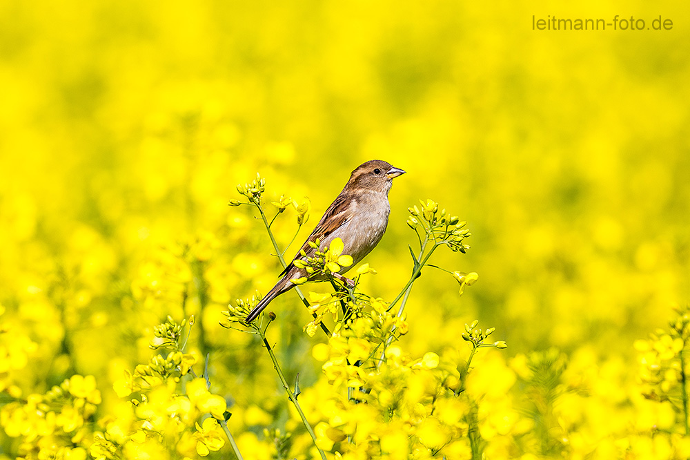 Spatz im Raps