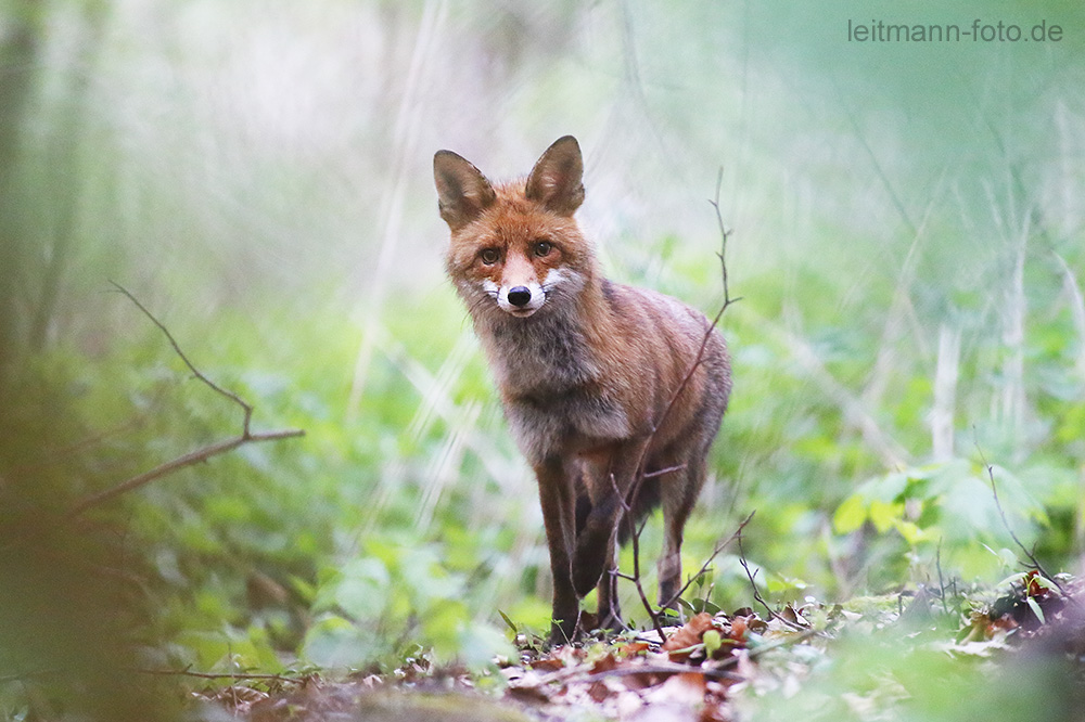 Fuchs im Wald