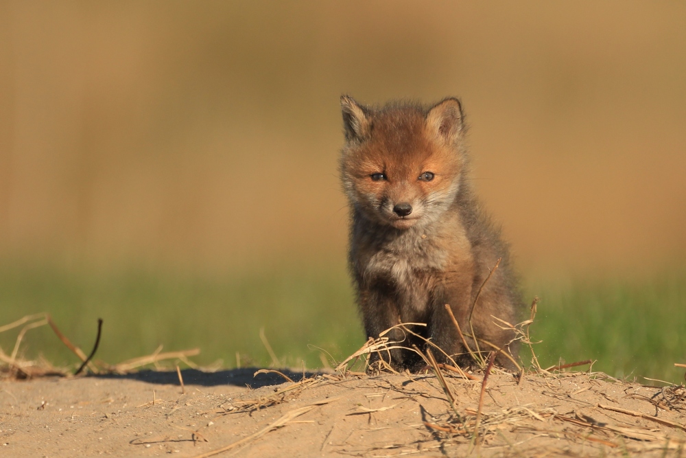 Ganz geheuer ist diesem jungen Fuchs die Sache nicht
