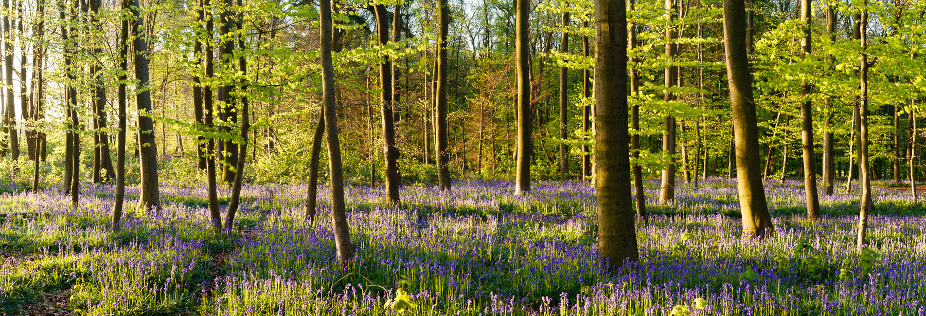 Blauer Wald