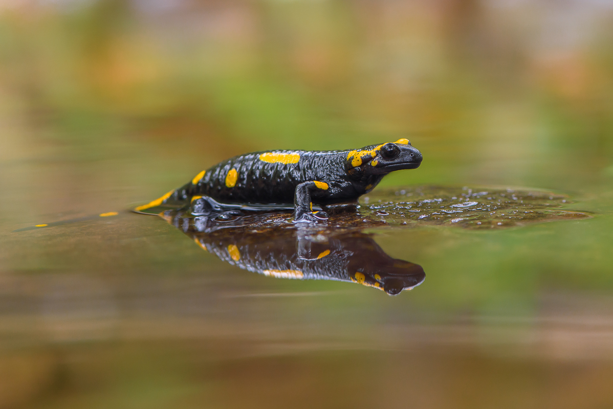 Feuersalamander