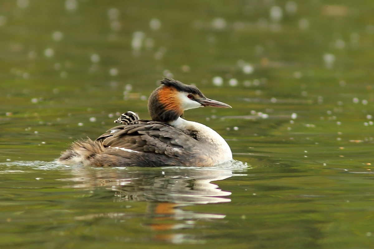 Am kleinen Waldsee gibts schon Junge