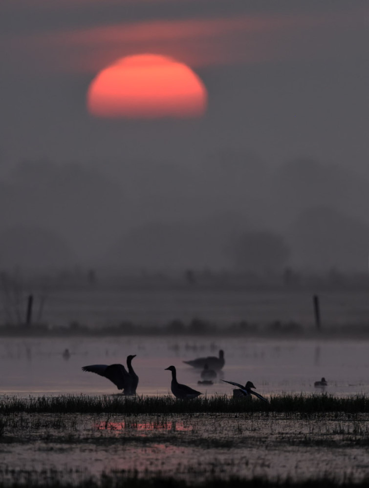 Sonnenaufgang bei Nebel im Ochsenmoor