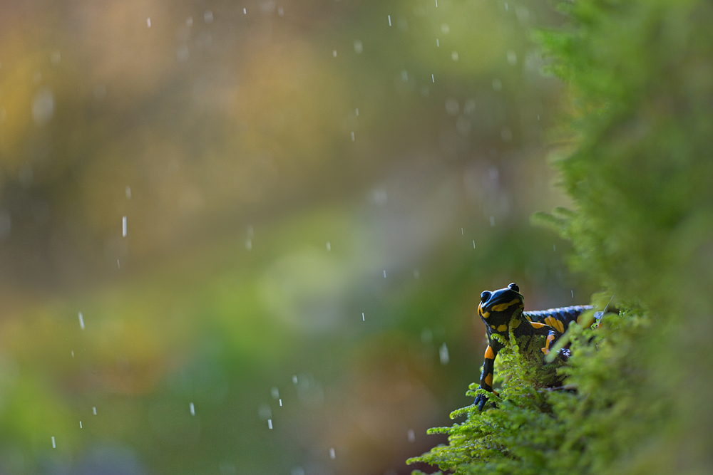 Regenmännchen