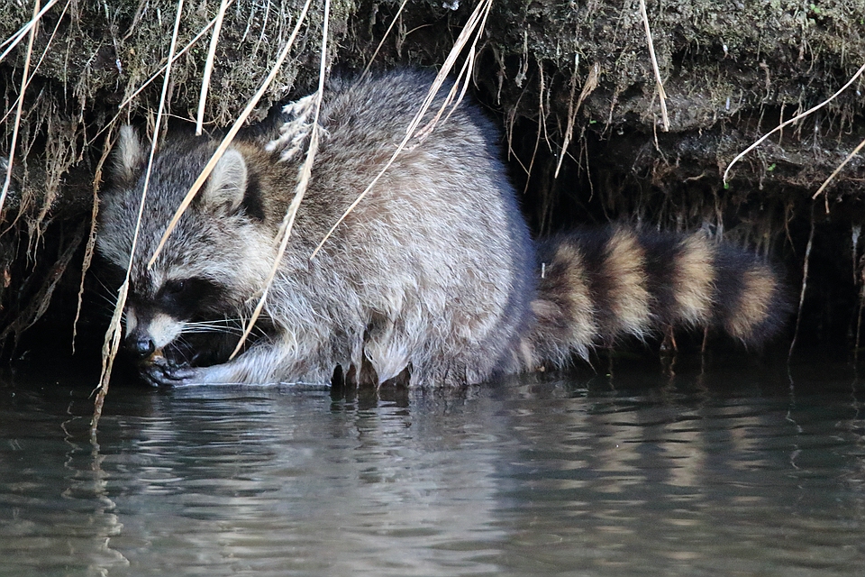 Waschbär beim Muscheln knacken