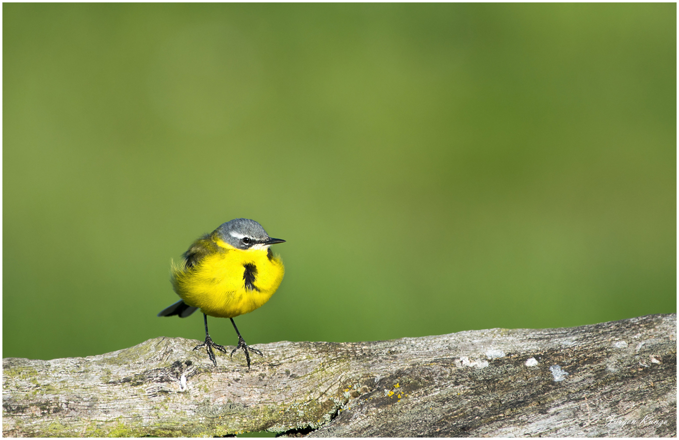 Wiesenschafstelze (Motacilla flava)