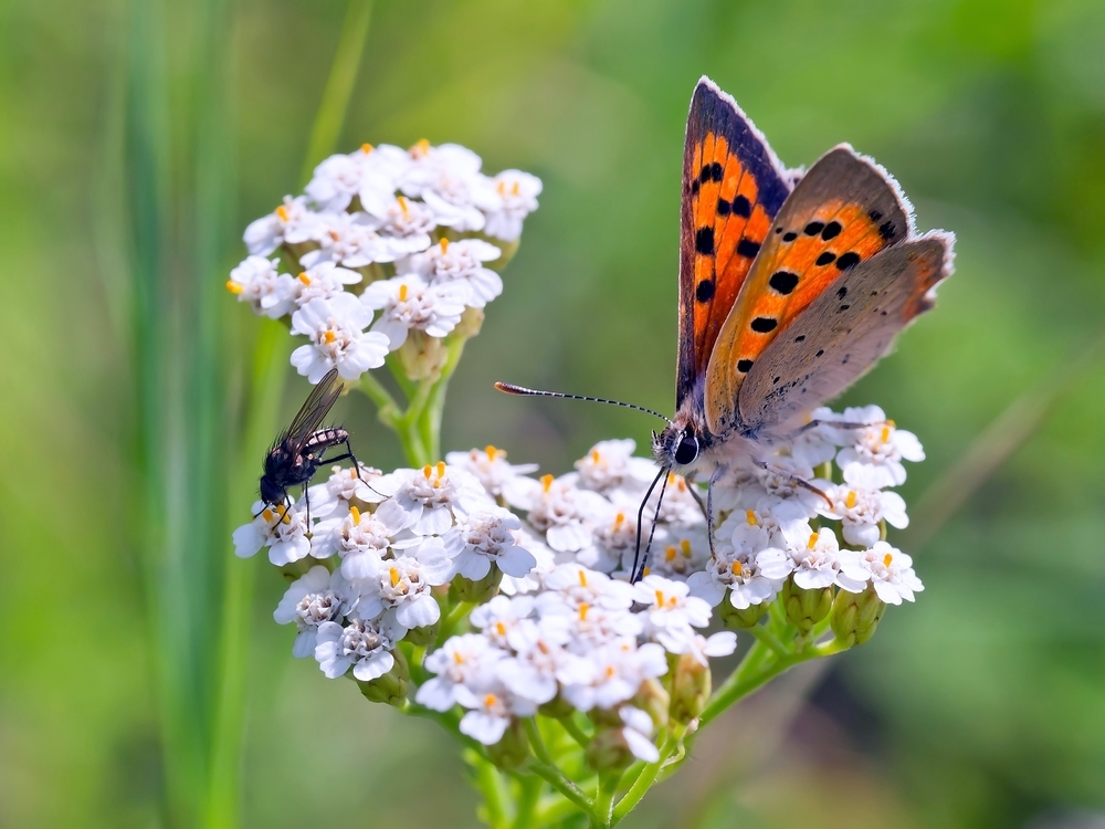 Friedliche Koexistenz (Forum für Naturfotografen)