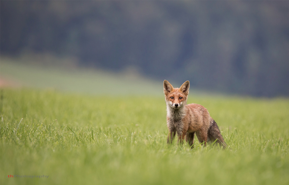 Neugieriger Blick