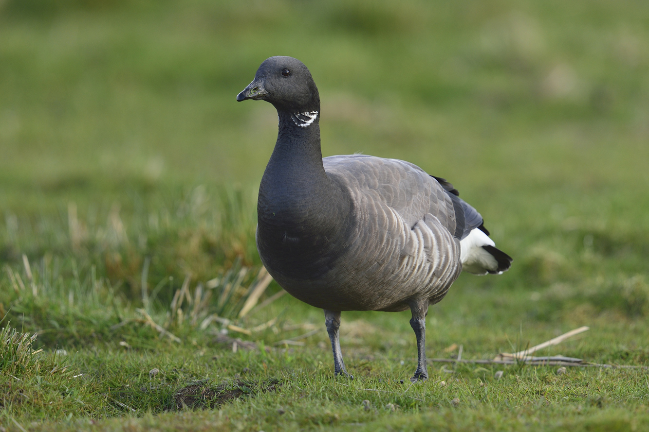 Ringelgans (branta bernicla)