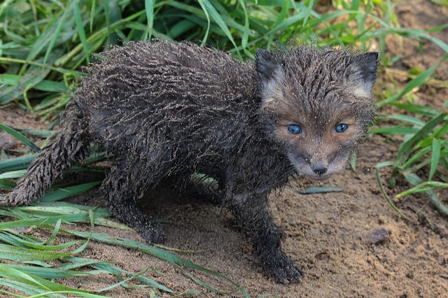 "Panierter Jungfuchs"