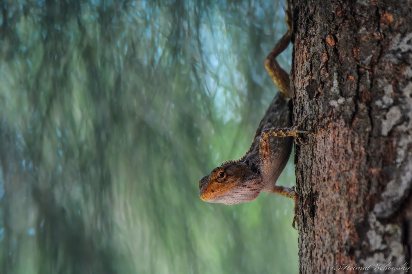 Calotes Versicolor