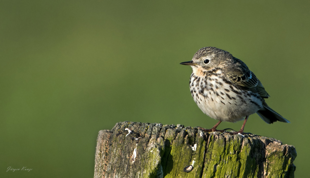 Wiesenpieper - Anthus pratensis