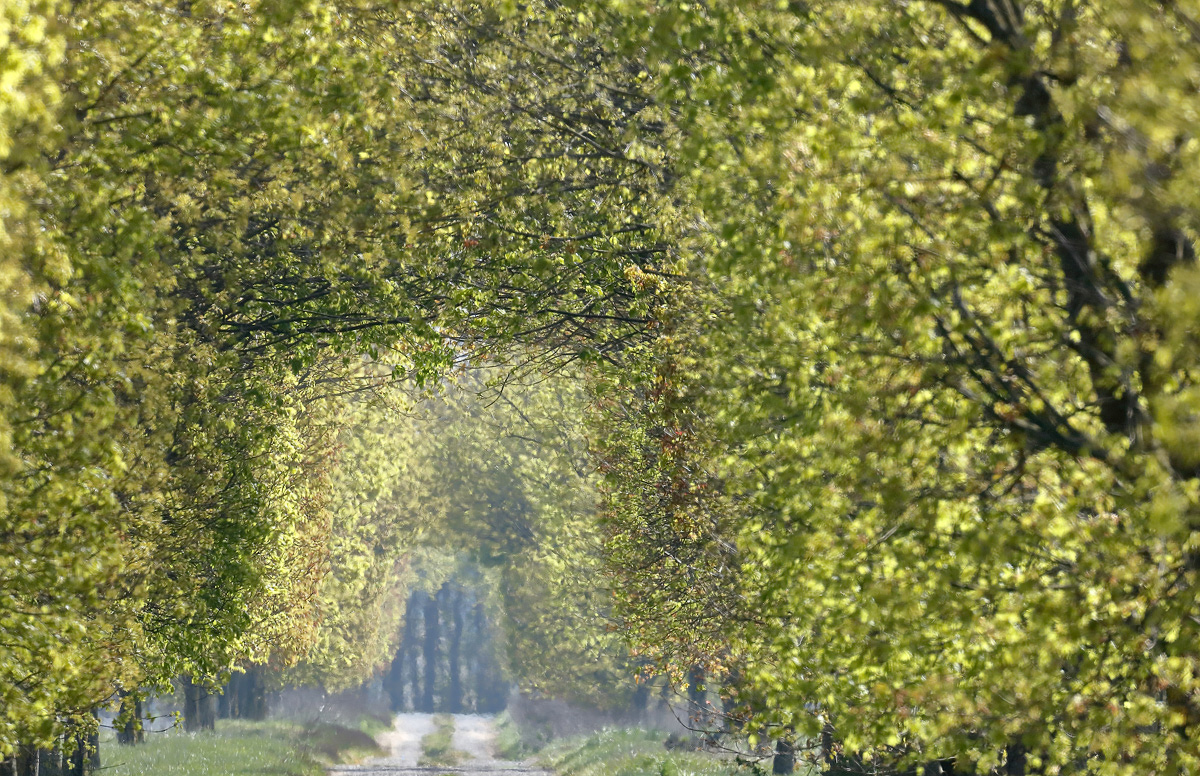 Diese - noch relativ junge -  Spitzahorn-Allee...