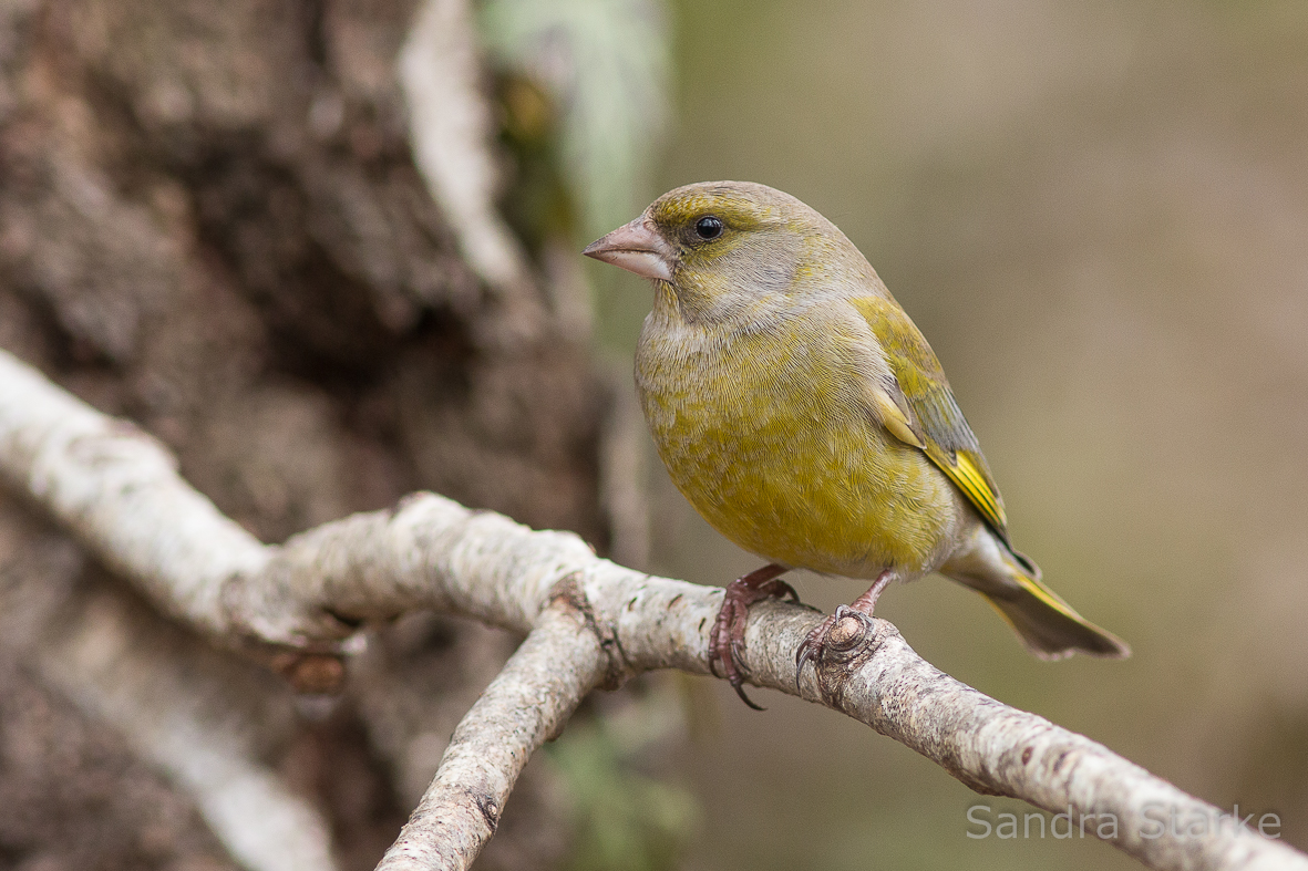 Grünfink, (Chloris chloris)