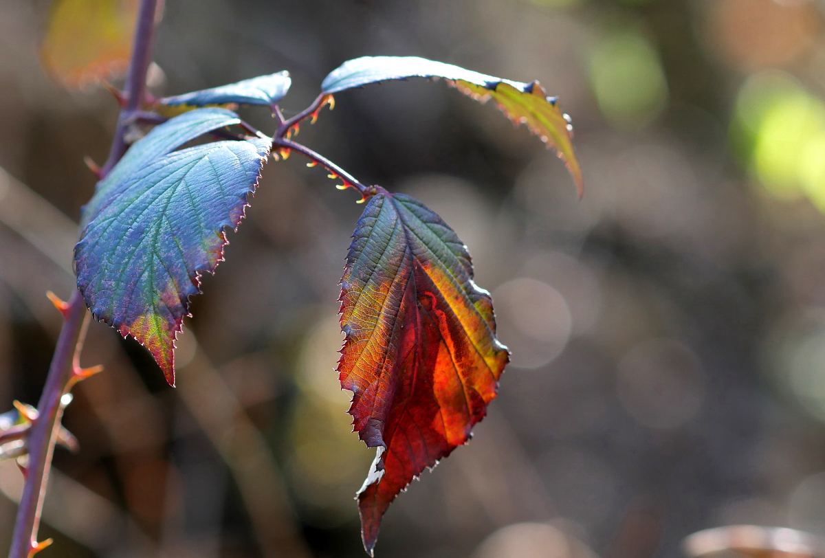 Herbstblatt im Frühling