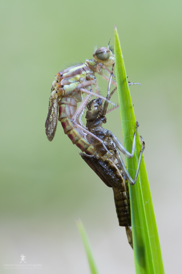 Adonislibelle beim Schlupf