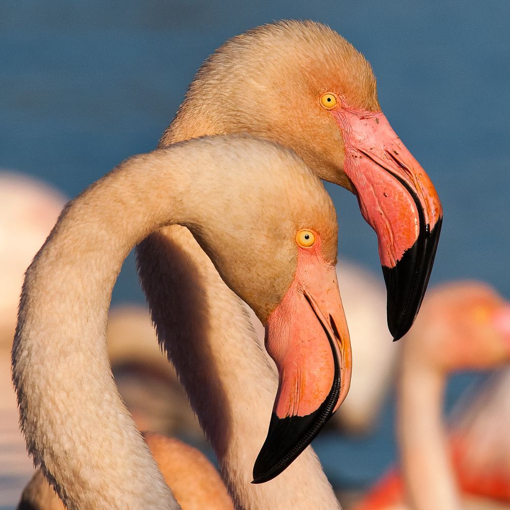 Les flamants roses