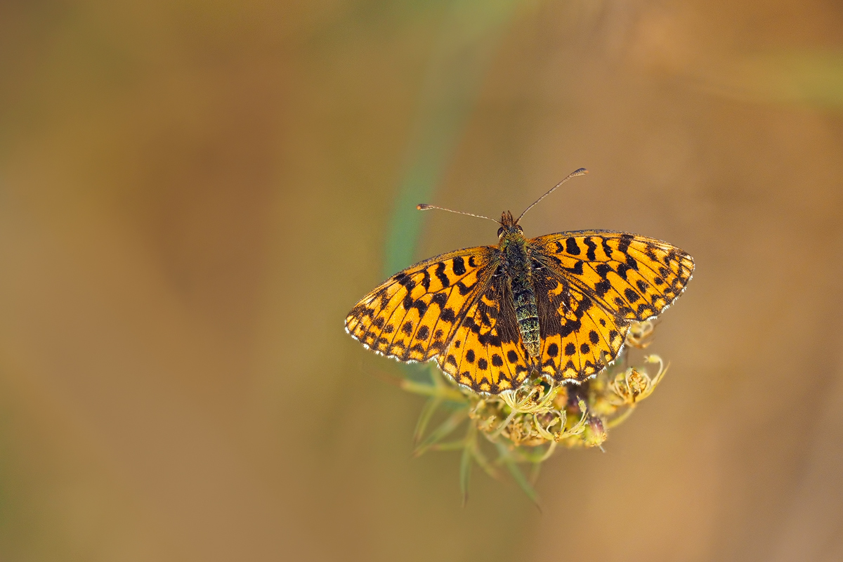 Boloria dia