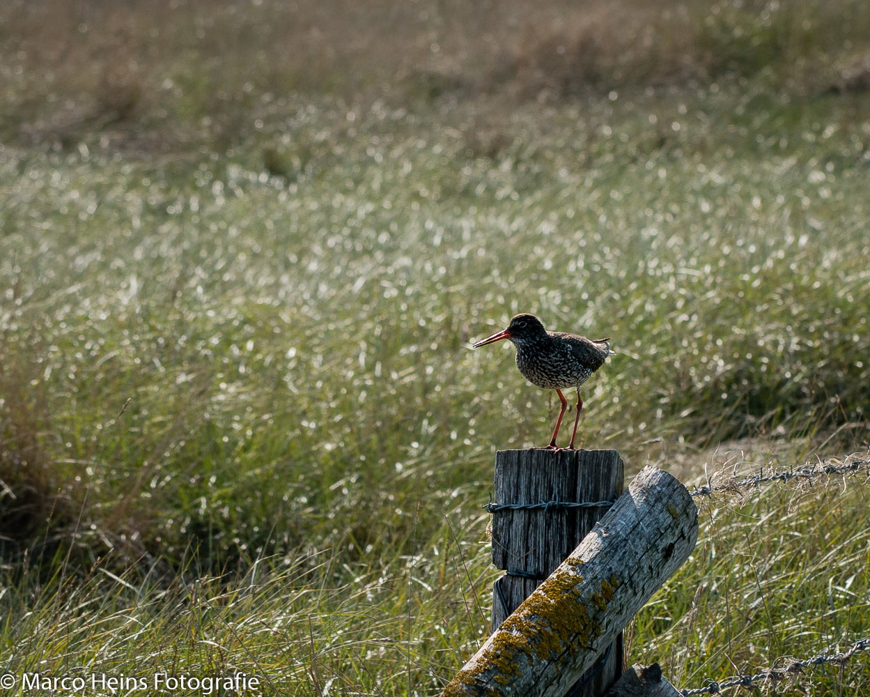 Rotschenkel an der Nordsee