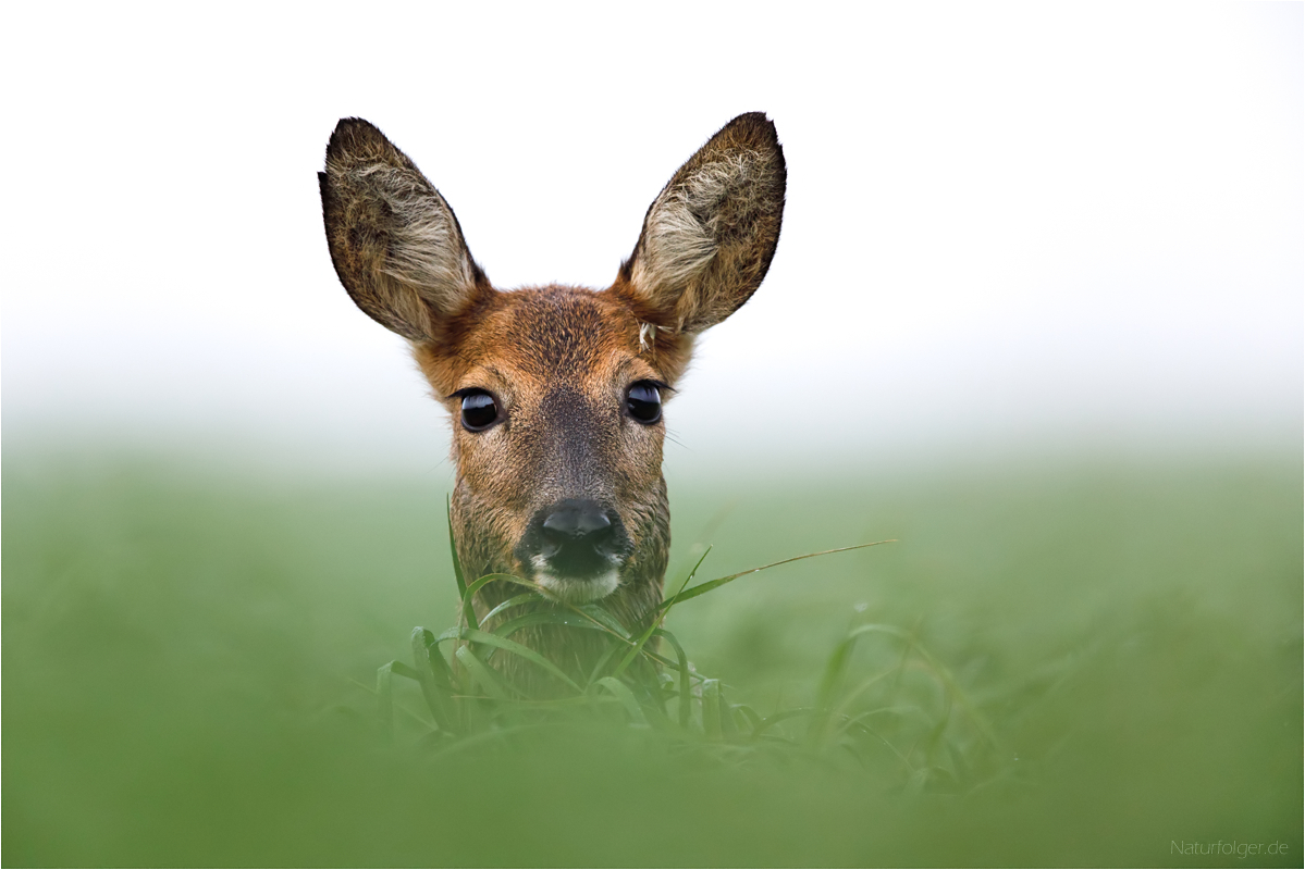 Augen und Ohren offen