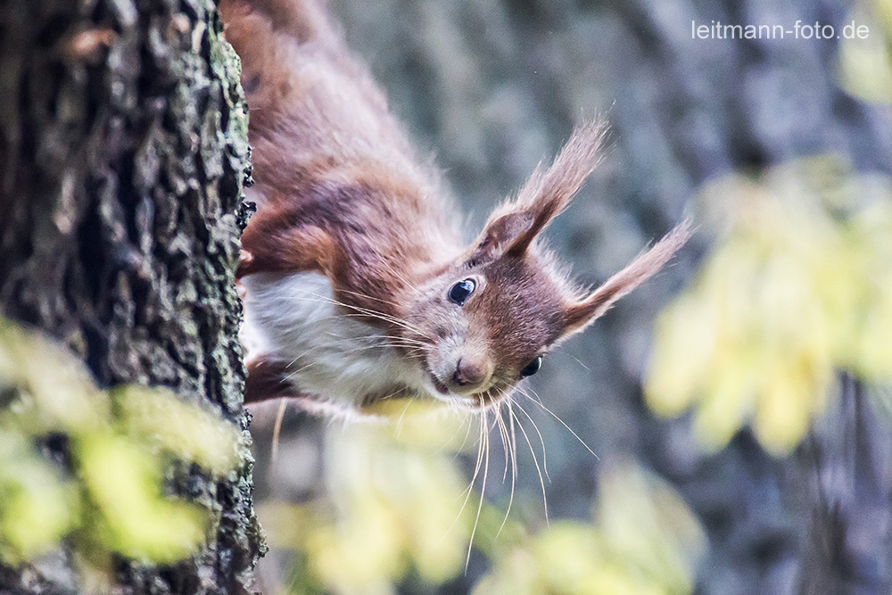 Neugieriges Eichhörnchen