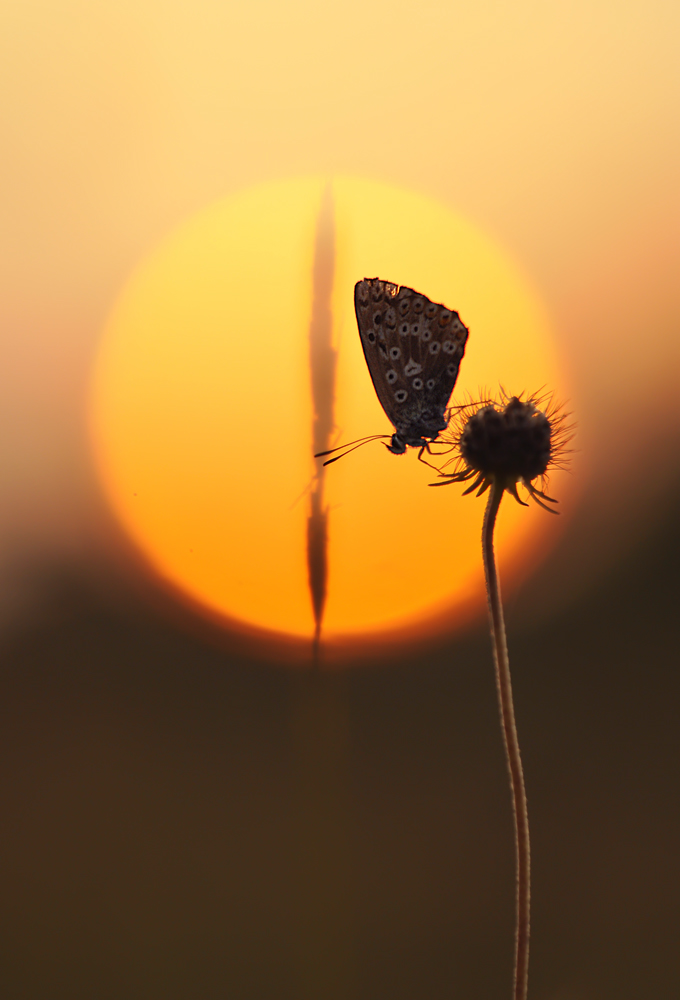 Bläuling im Sonnenbettchen