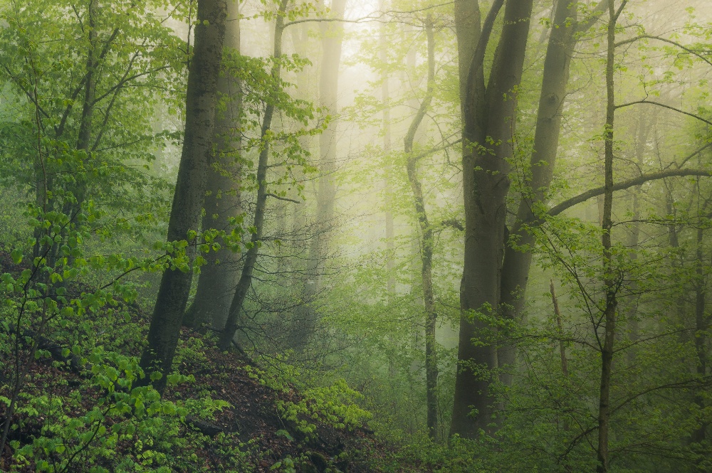 Mystische Waldstimmung